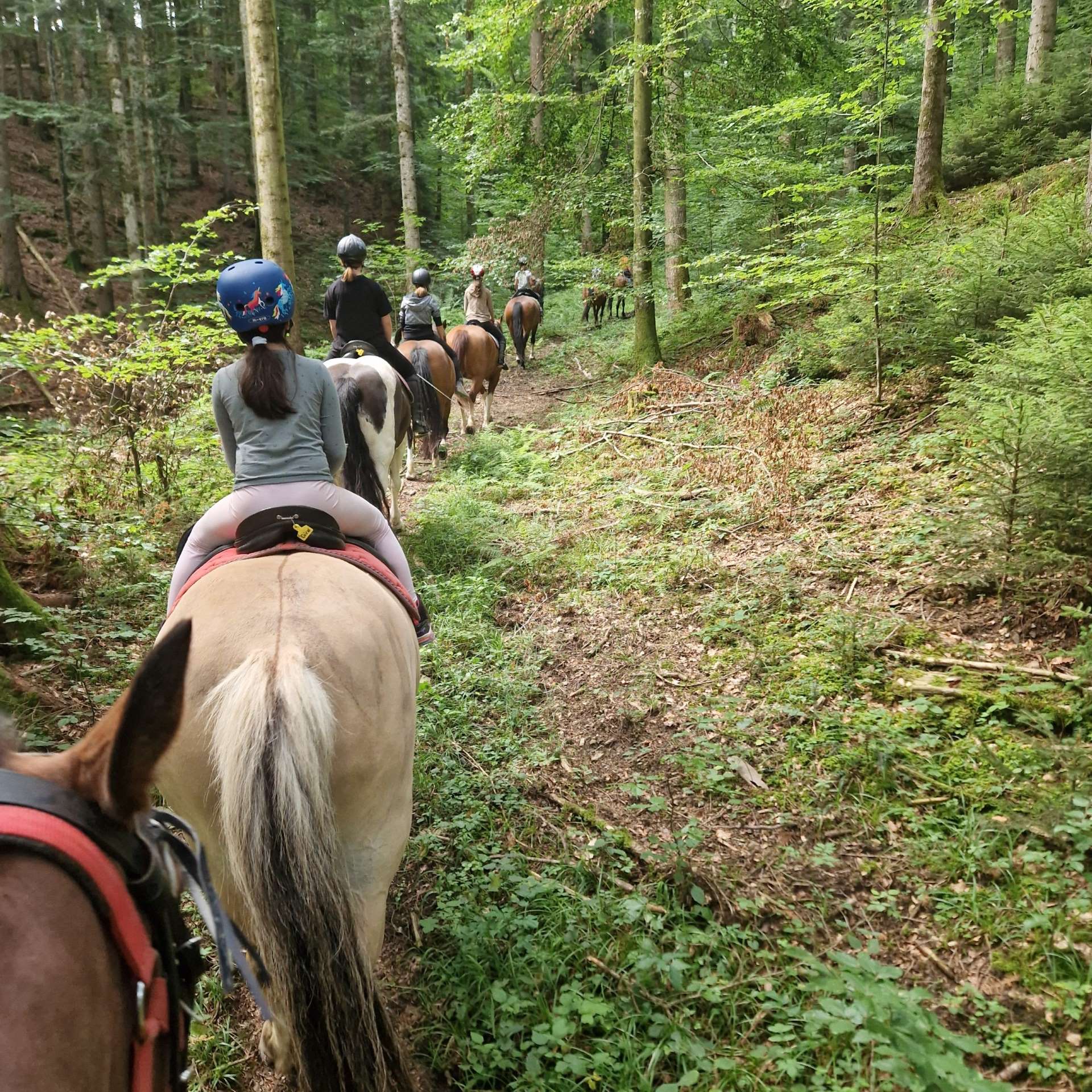 Chevaux Gruyères