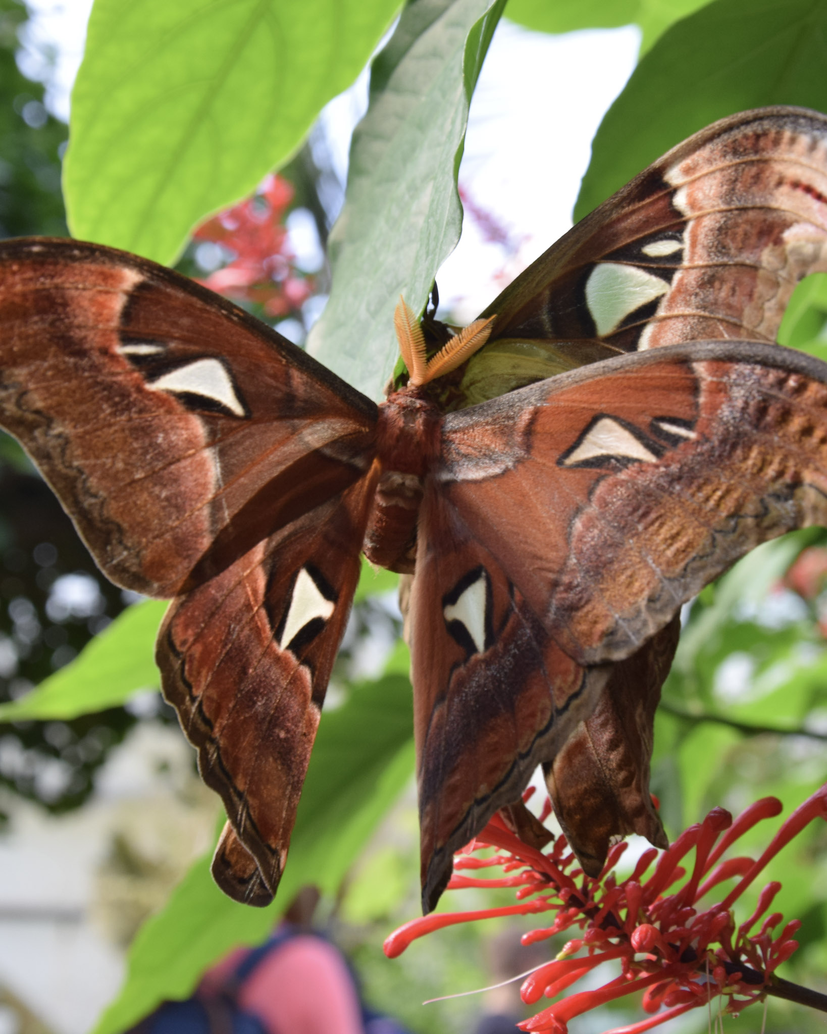 Papillorama