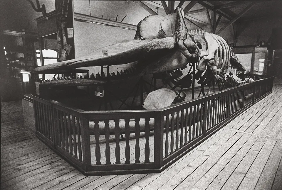 Musée d’histoire naturelle de Fribourg (MHNF)